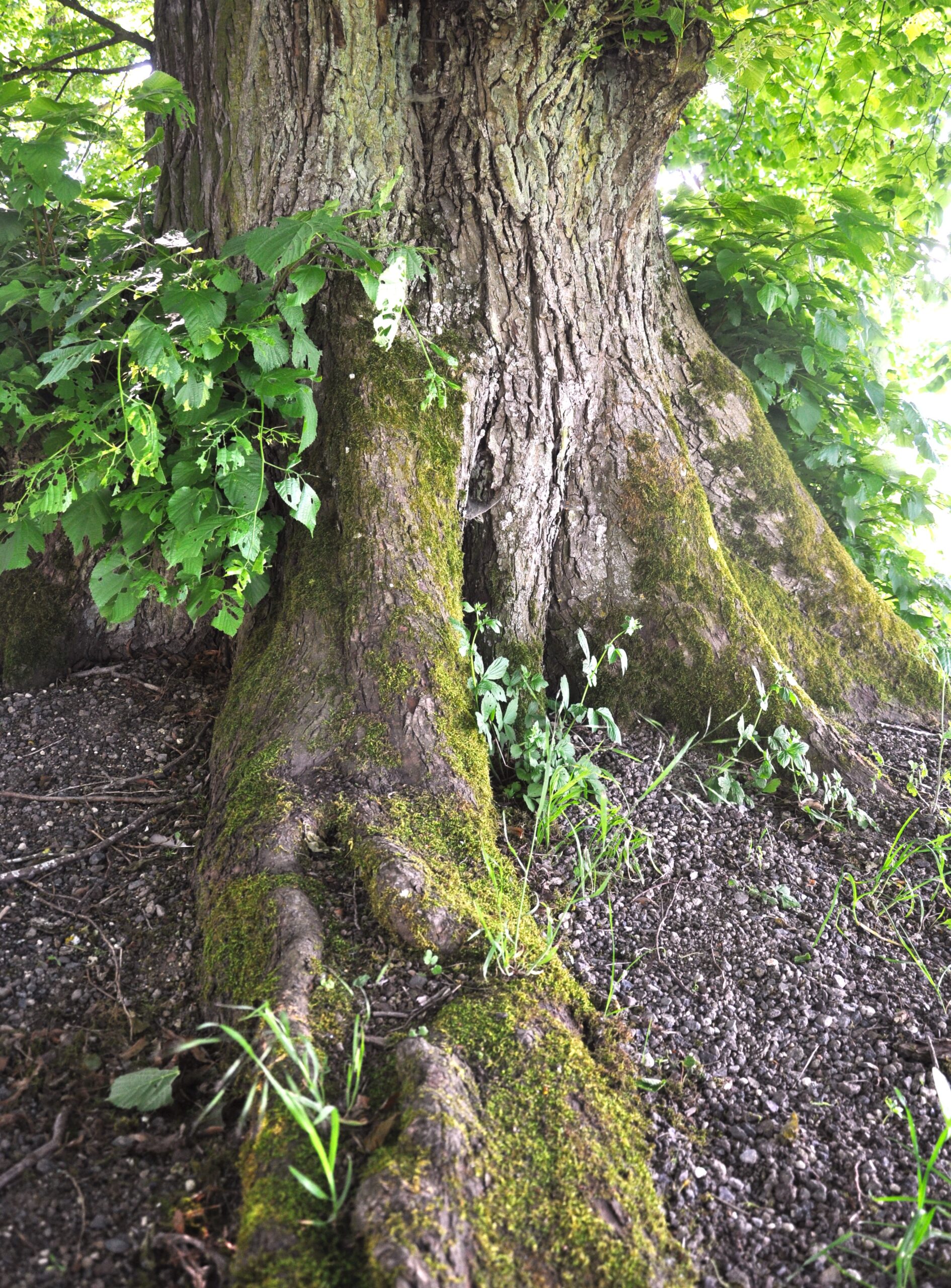 Die Magie des Singkreises